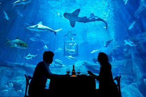 1c5eee70a7b742e91ba6