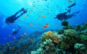 Co-To-lan-ngam-bien-san-ho