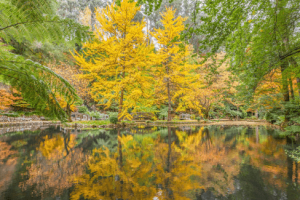 Dandenong Ranges 2 Min