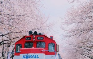Korail Anh đào